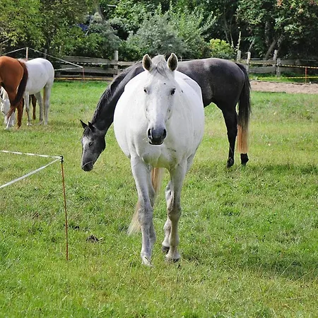 度假居 Gutshaus Zicker In Garz *